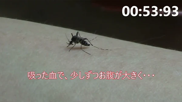 蚊の吸血動画