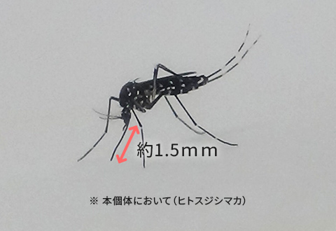 ※ 本個体において（ヒトスジシマカ）
