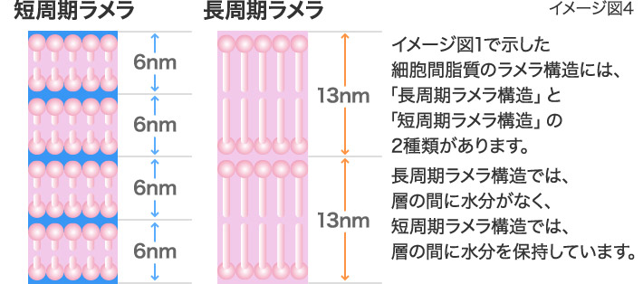 イメージ図4 イメージ図1で示した細胞間脂質のラメラ構造には、「長周期ラメラ構造」と「短周期ラメラ構造」の2種類があります。長周期ラメラ構造では、層の間に水分がなく、短周期ラメラ構造では、層の間に水分を保持しています。